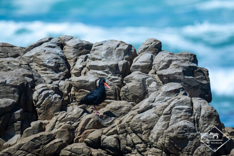 Huitrier de Moquin, réserve naturelle du Cap Récif