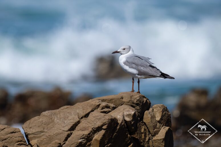 Mouette à tête grise, Roseate Tern Trail