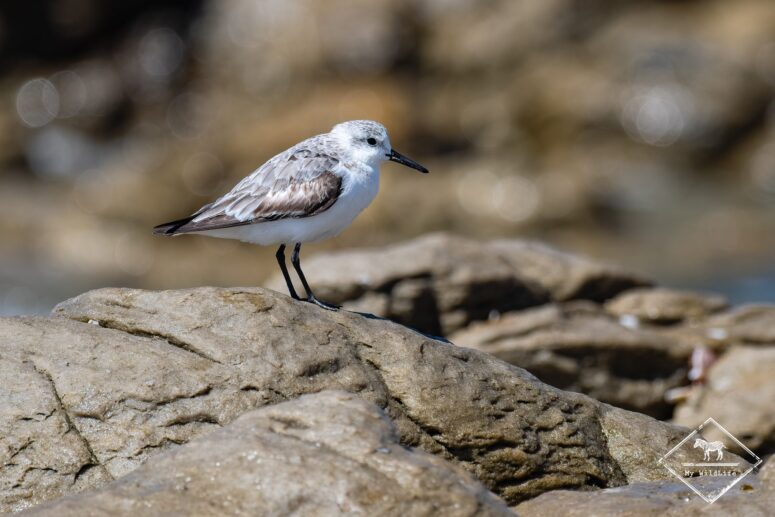 Bacasseau sanderling, réserve naturelle du Cap Récif