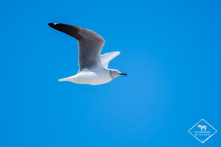 Mouette à tête grise, réserve naturelle du Cap Récif