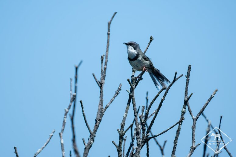 Apalis à collier, Roseate Tern Trail