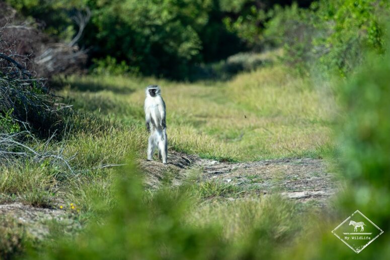 Vervet, Roseate Tern Trail