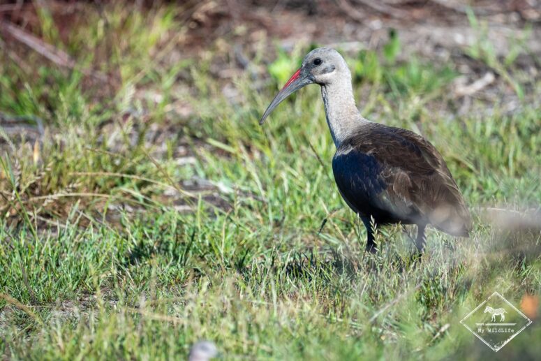 Ibis Hagedash, réserve naturelle du Cap Récif