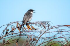 Balade naturaliste dans la réserve naturelle de Cap Récif près de Port Elizabeth