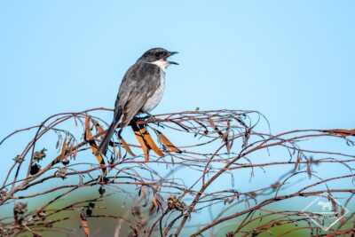 réserve naturelle de Cap Récif