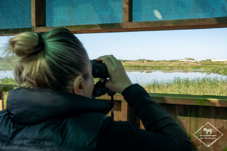 Observatoire, Roseate Tern Trail