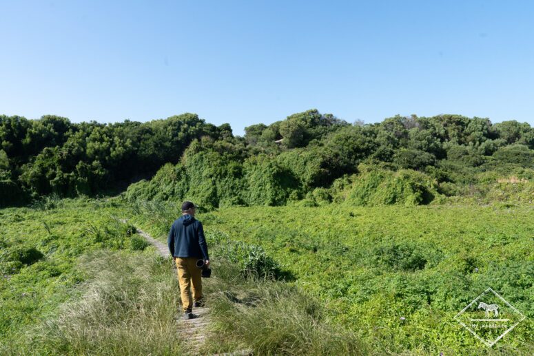 Roseate Tern Trail
