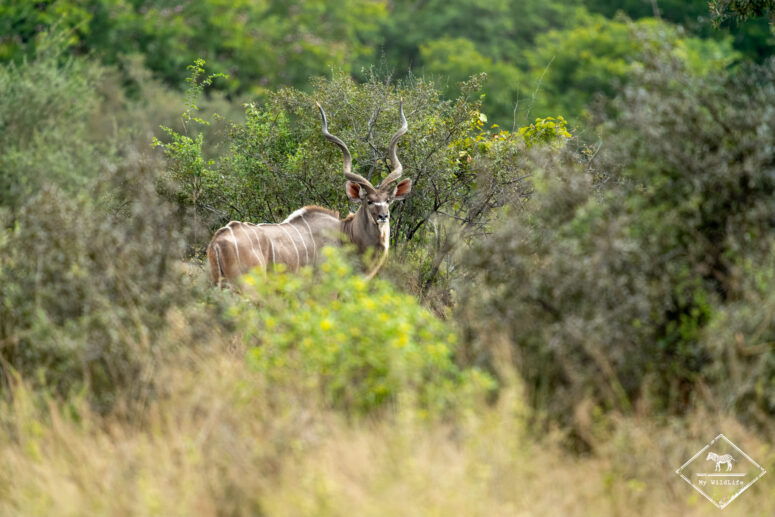 Gran koudou, parc national Bwabwata (secteur Kwando)