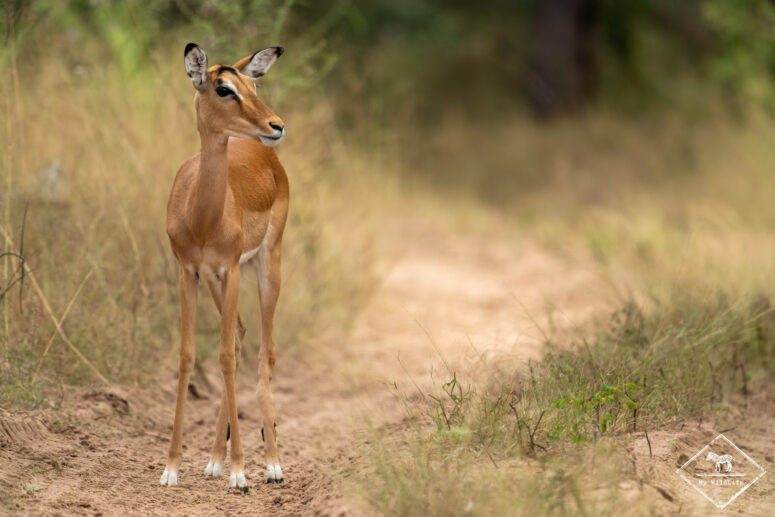 Impala, parc national Bwabwata (secteur Kwando)