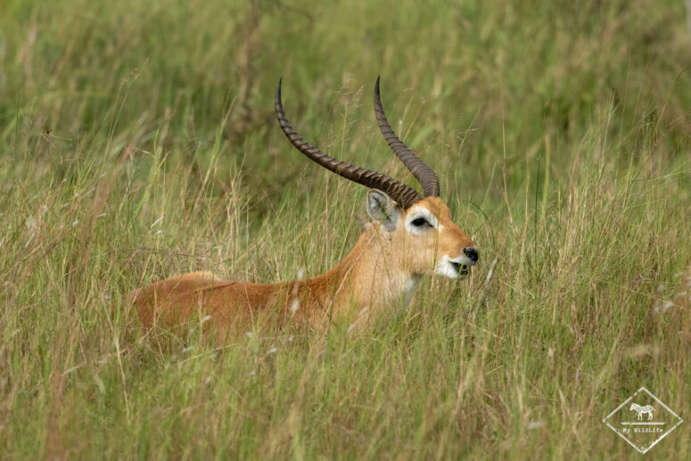 Cobe de Lechwe, parc national Bwabwata (secteur Kwando)