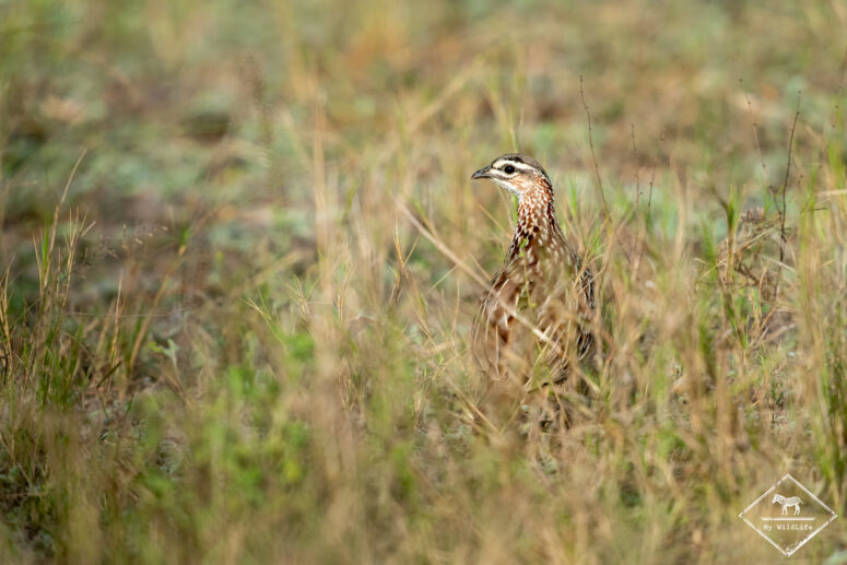 Francolin huppé, parc national Bwabwata (secteur Kwando)