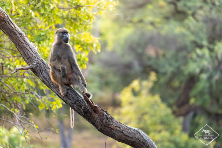 Babouin chacma, parc national Bwabwata (secteur Kwando)