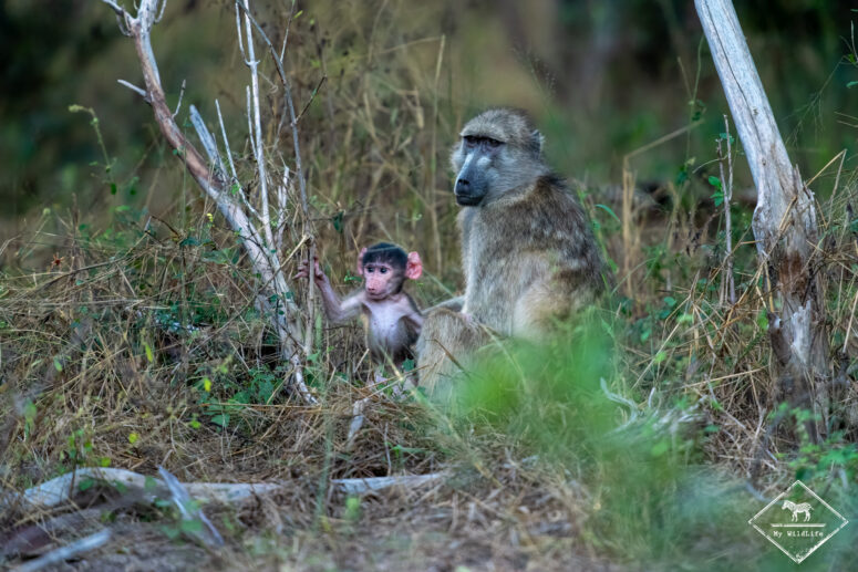 Bébé babouin, parc national Bwabwata (secteur Kwando)