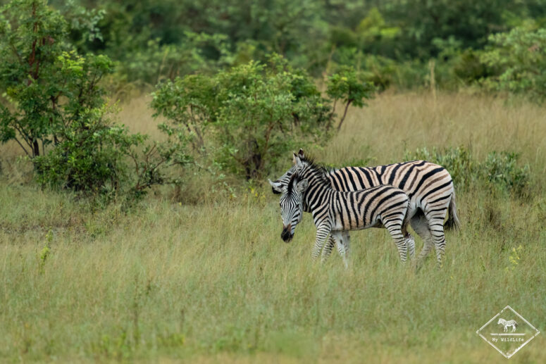 Zèbres des plaines, Parc national Bwabwata (Mahango core)