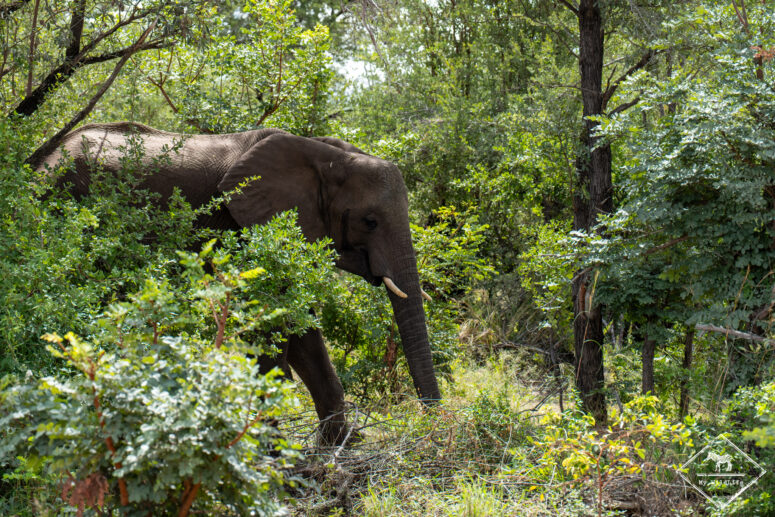 Eléphant, Parc national Bwabwata (Mahango core)