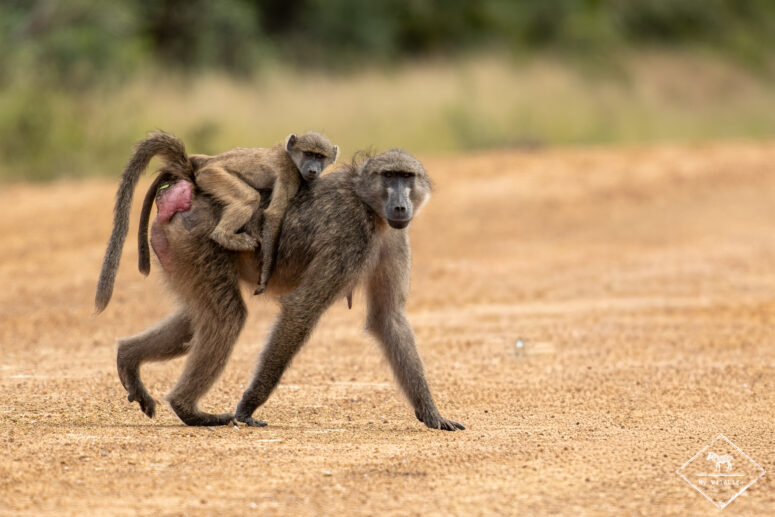 Babouins Chacma, Parc national Bwabwata (Mahango core)