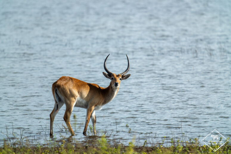 Cobe de Lechwe, Parc national Bwabwata (Mahango core)