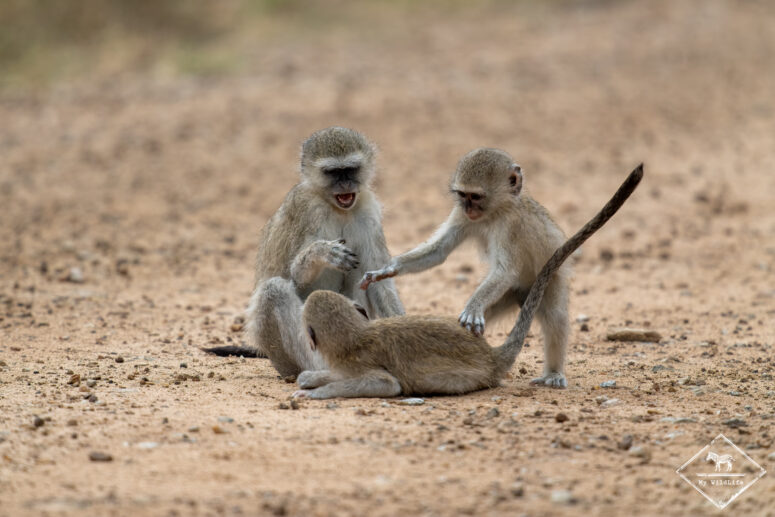 Jeu de domination chez les ververts, Parc national Bwabwata (Mahango core)
