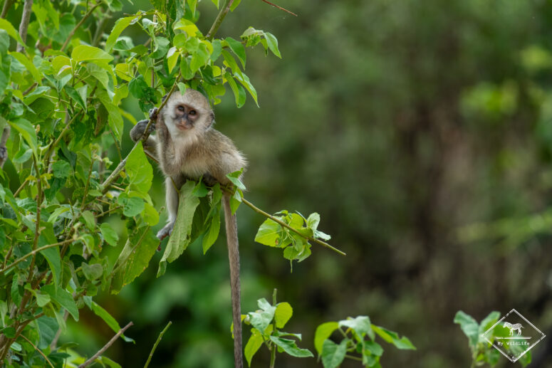 Vervet, Parc national Bwabwata (Mahango core)