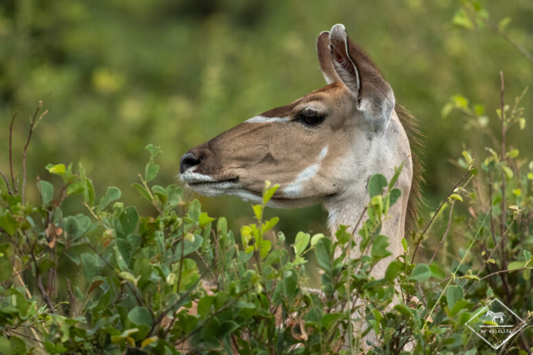 Grand koudou, Parc national Bwabwata (Mahango core)