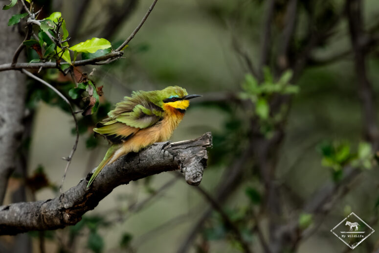 Guêpier nain, Parc national Bwabwata (Mahango core)