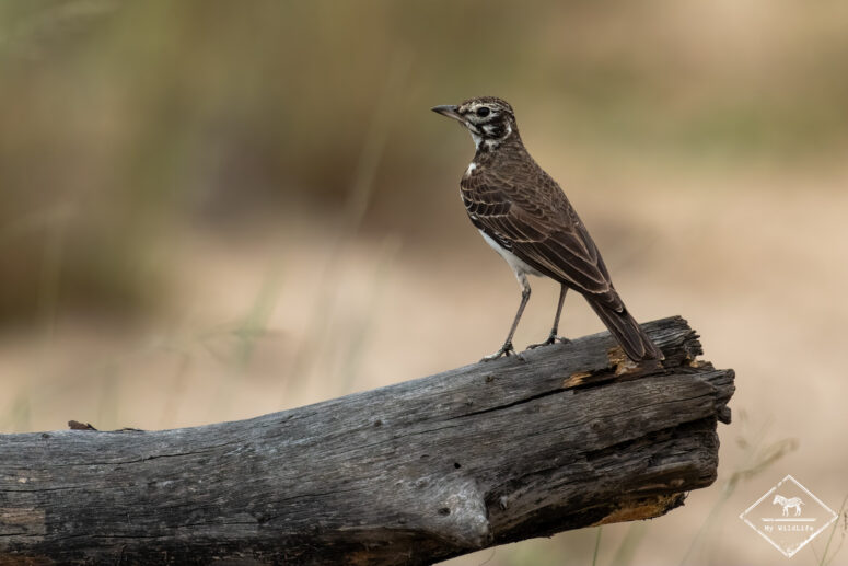 Alouette brune, Parc national Bwabwata (Mahango core)