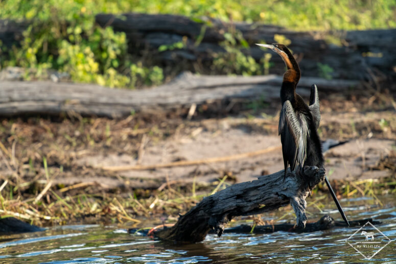 Anhinga d'Afrique, croisière sur le fleuve Chobe