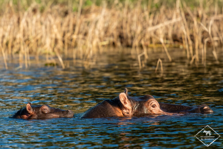 Hippotames, croisière sur le fleuve Chobe