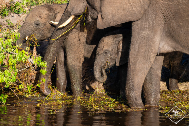Eléphants, croisière sur le fleuve Chobe