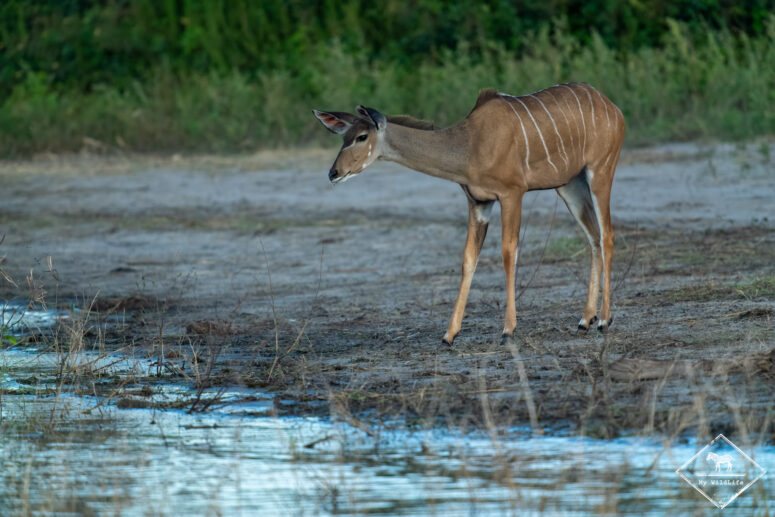 Grand koudou, croisière sur le fleuve Chobe