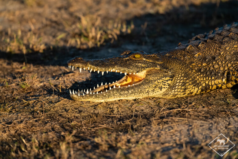 Crocodile, croisière sur le fleuve Chobe