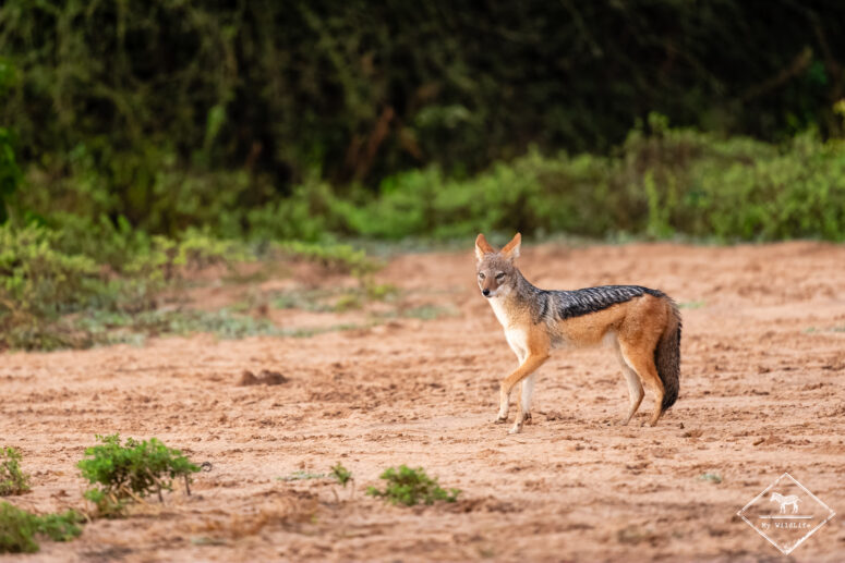 Chacal à chabraque, parc national Chobe