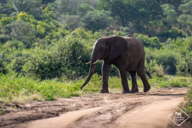 Eléphant, parc national Chobe