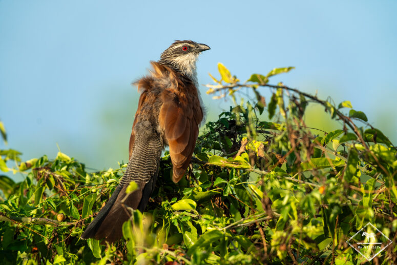Coucal à sourcils blancs, parc national Chobe