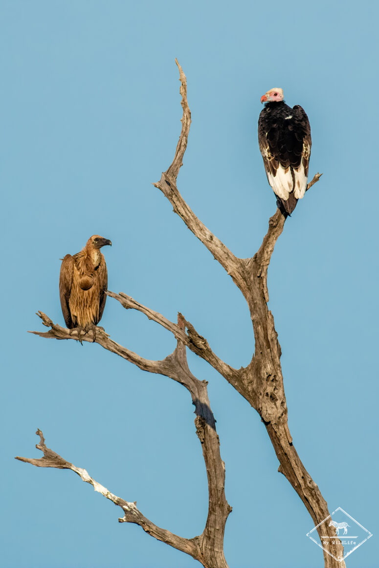 Vautours, parc national Chobe