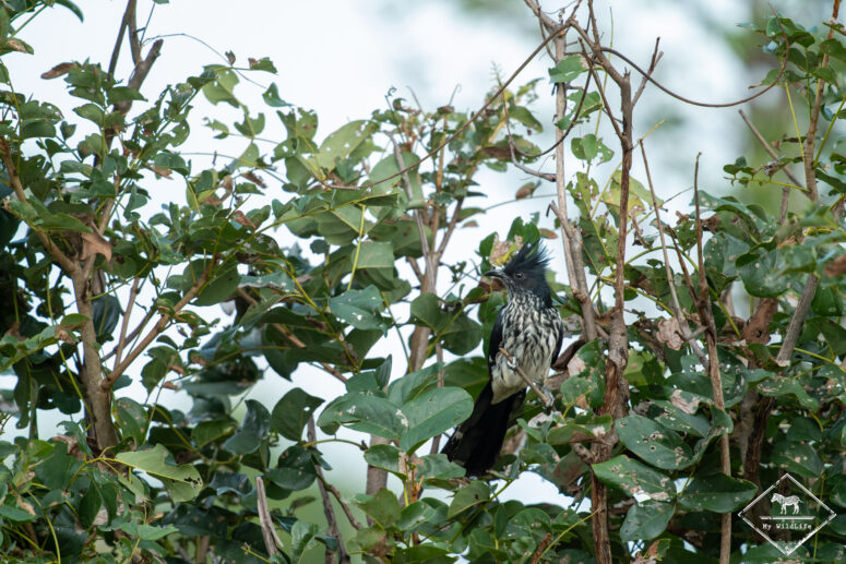 Coucou jacobin, parc national Chobe
