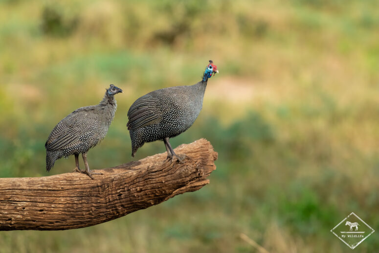 Pintades de Numibie, parc national Chobe