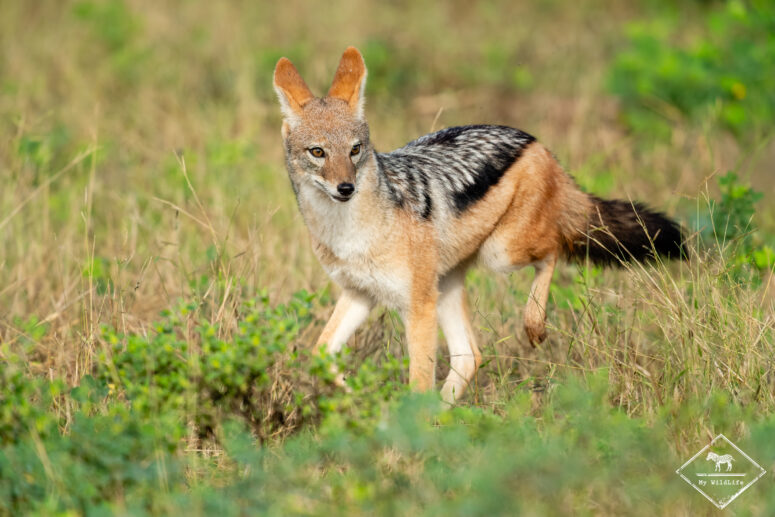 Chacal à chabraque, parc national Chobe