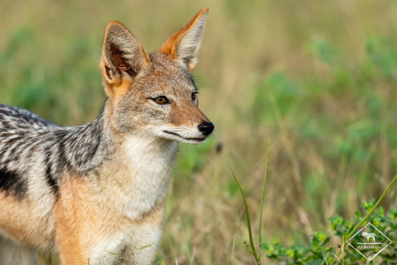 Chacal à chabraque, parc national Chobe