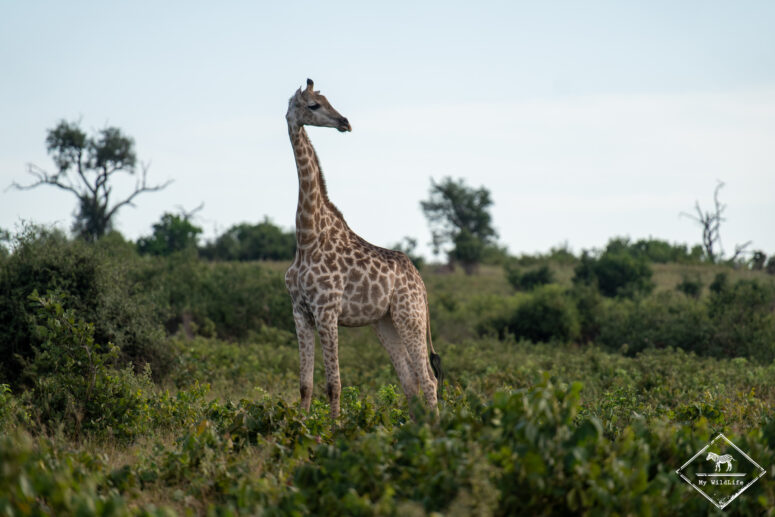 Girafe, parc national Chobe