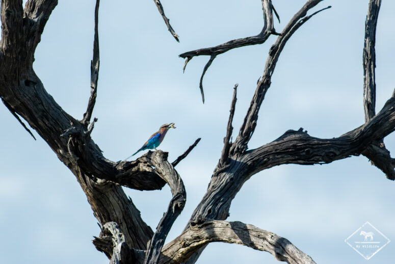 Rollier à longs brins, parc national Chobe