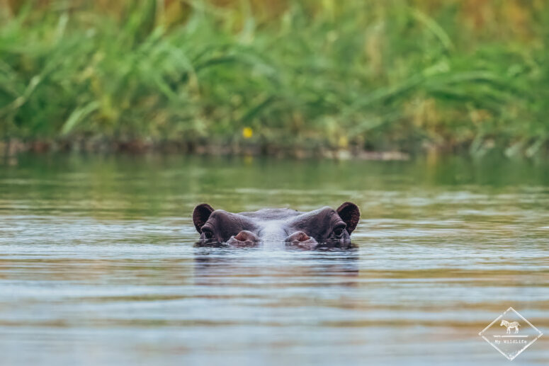 Hippopotame, Bande de Caprivi