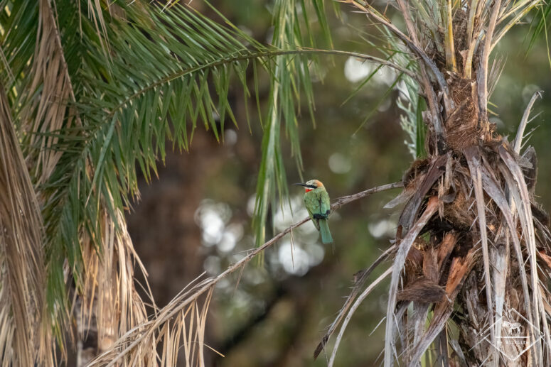 Guêpier à front blanc, Bande de Caprivi