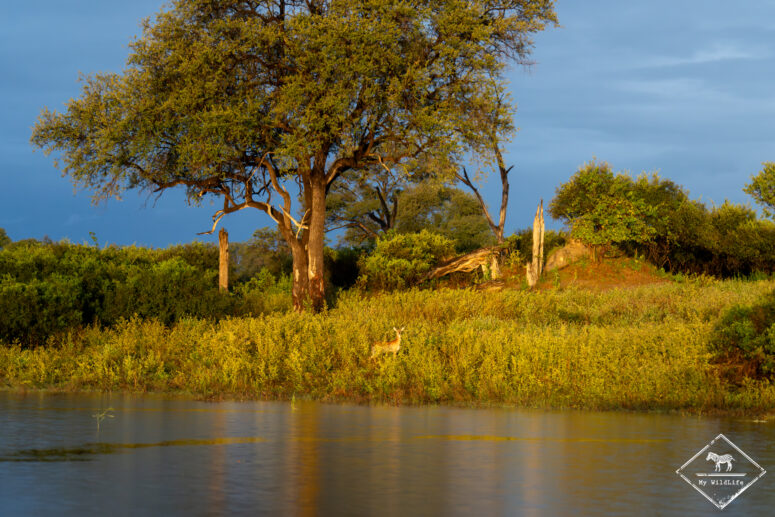 Cobe de Lechwe, Bande de Caprivi