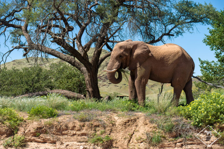 Eléphant du désert, rivière Aba Huab