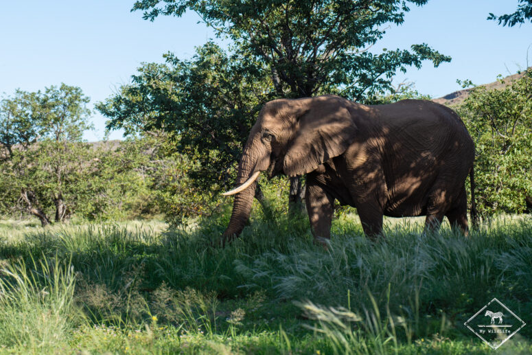 Eléphant du désert, rivière Aba Huab