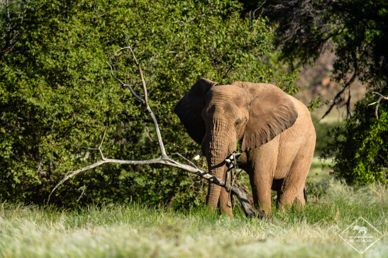 Eléphant du désert, rivière Aba Huab