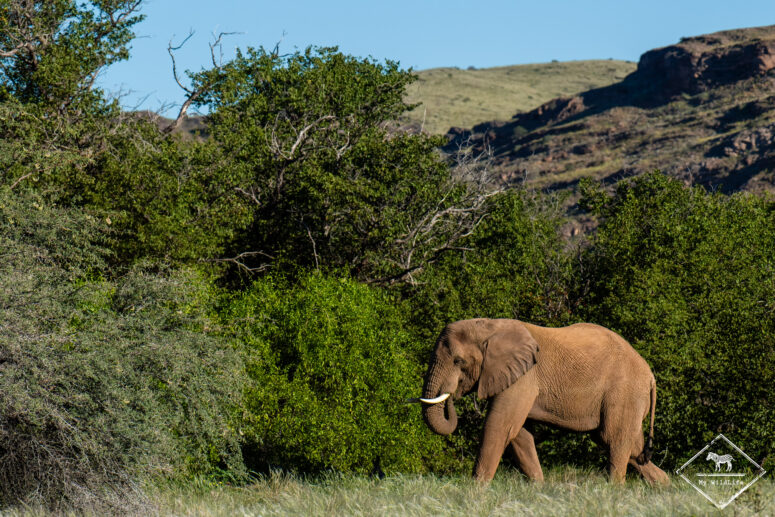 Eléphant du désert, rivière Aba Huab