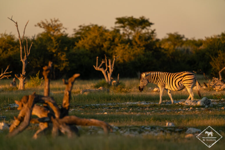Zèbre des plaines, Etosha