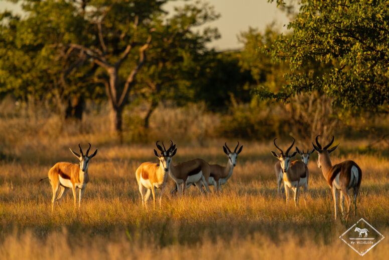 Springboks, Etosha